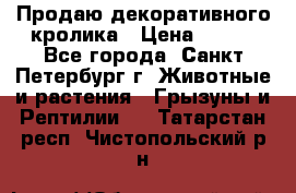 Продаю декоративного кролика › Цена ­ 500 - Все города, Санкт-Петербург г. Животные и растения » Грызуны и Рептилии   . Татарстан респ.,Чистопольский р-н
